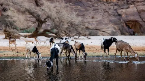 Chad Severes Ties with African Parks, Linking Decision to Poaching Issues