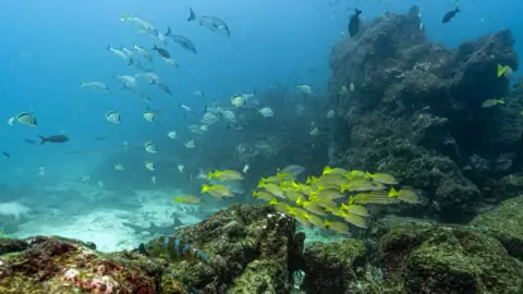 Historic High Seas Treaty to Take Effect: A Milestone for Ocean Conservation