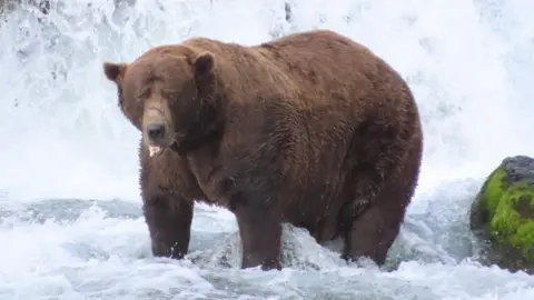 Chunk Triumphs in Fat Bear Week, Defying Injury