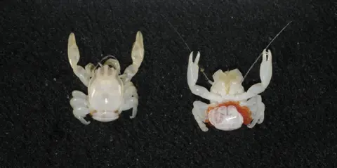 Remarkable Marine Discoveries: Almond-Sized Crab and Lantern Shark Found in Australia