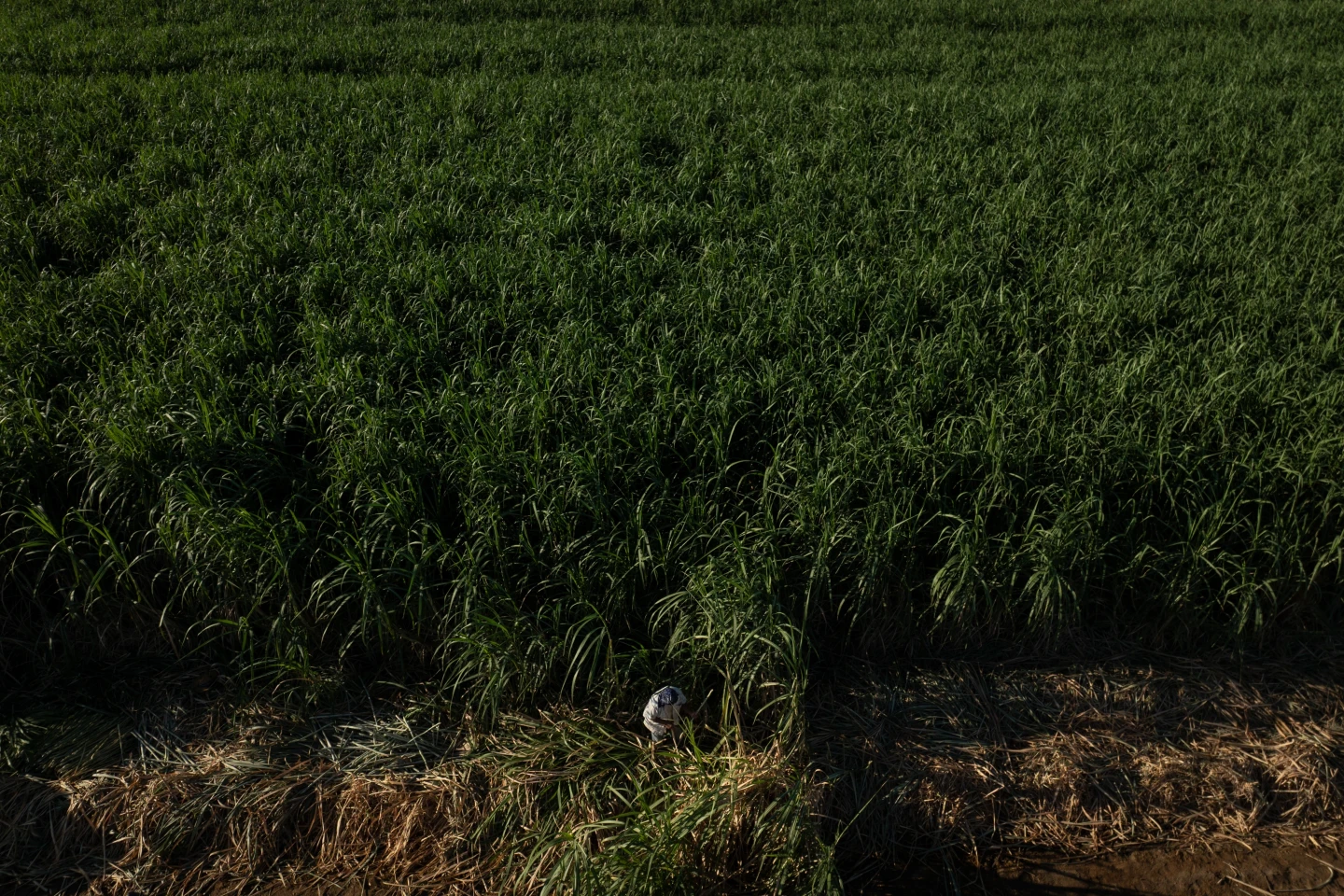 Rising Temperatures and Their Impact on Farmworkers in California's Imperial Valley