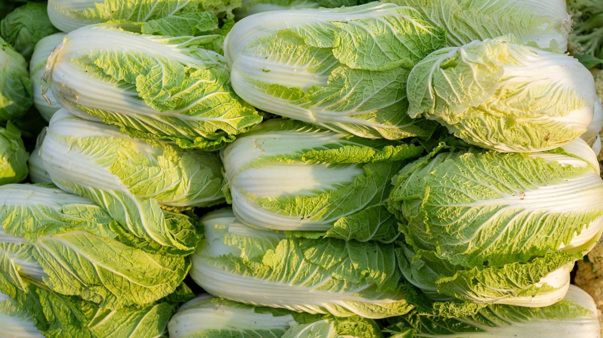 China Investigates Formaldehyde Use in Cabbages: A Food Safety and Trade Alert