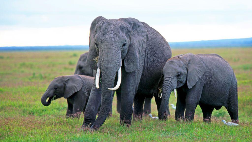 Investigating Sudden Elephant Deaths in Kenya: Are Pesticides to Blame?