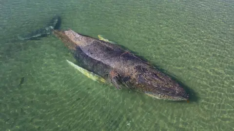 Rescue and Fate of Whale Near Danish Island Spark Controversy