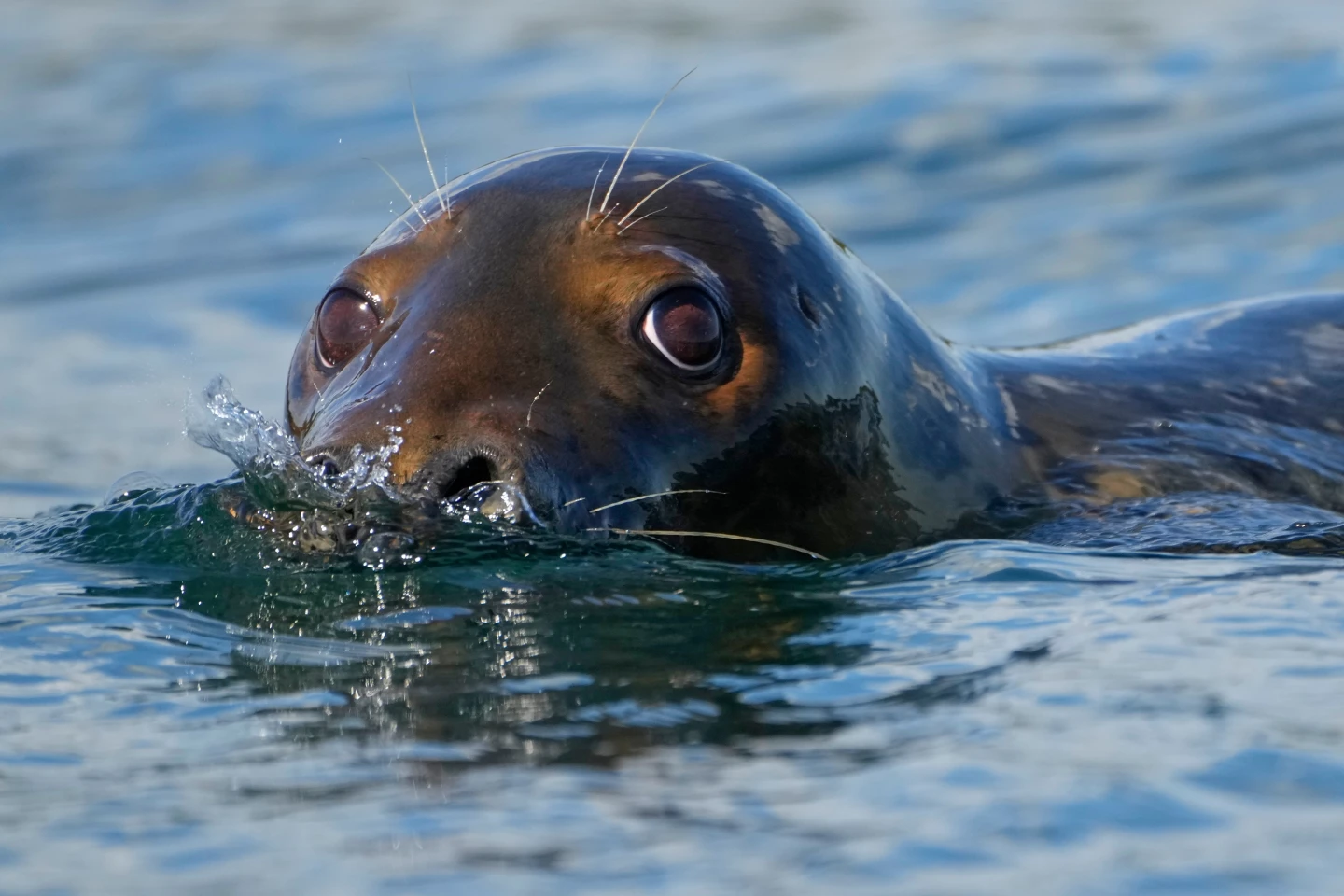 Republicans Propose Changes to Landmark Marine Mammal Protection Act Amid Conservation Concerns