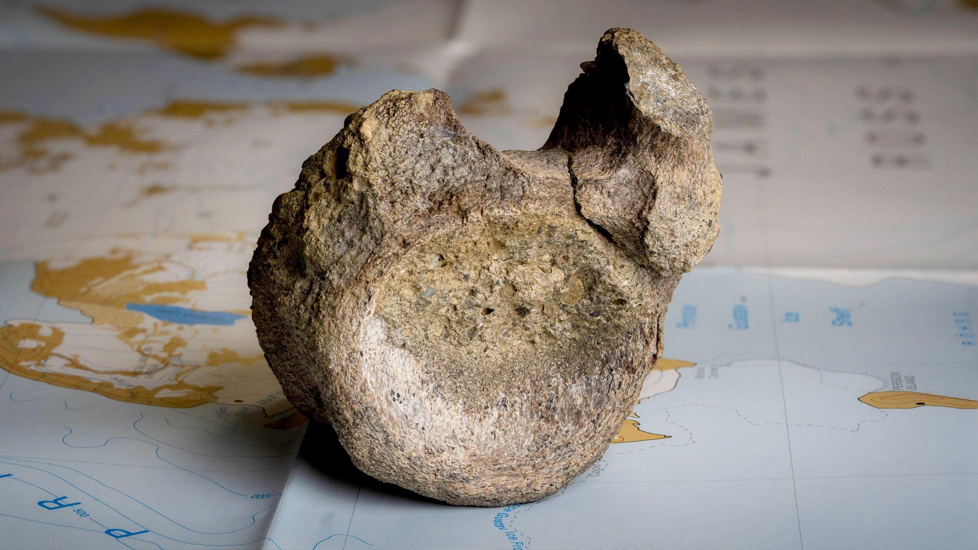 Fossilised bone on a map of Antarctica