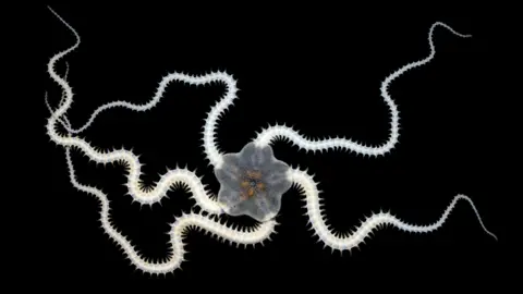 Deep-Sea Mining: A Double-Edged Sword for Biodiversity