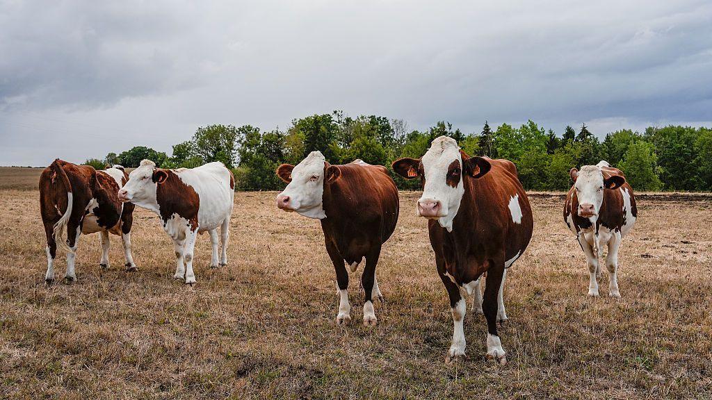 First confirmed human case of Shamonda virus in France