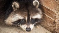 Raccoons on the Rise: America's Potential New Furry Companions