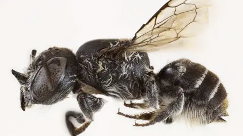 Discovery of 'Lucifer' Bee Highlights Need for Conservation in Australia