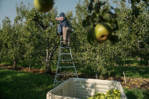 Heat Stress: The Silent Crisis Facing Pregnant Agricultural Workers