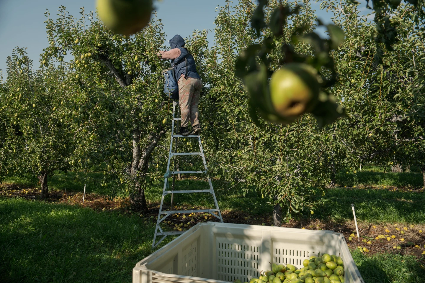 Heat Stress: The Silent Crisis Facing Pregnant Agricultural Workers