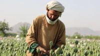 Significant Drop in Afghan Opium Production Following Taliban Ban, Reports UN