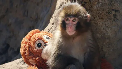 Two Men Arrested for Stunt Involving Viral Monkey at ZOO