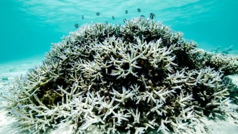 Potential Recovery for Great Barrier Reef Amid Global Warming Challenges
