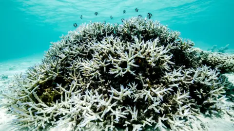 Potential for Great Barrier Reef Recovery Amidst Climate Change Concerns