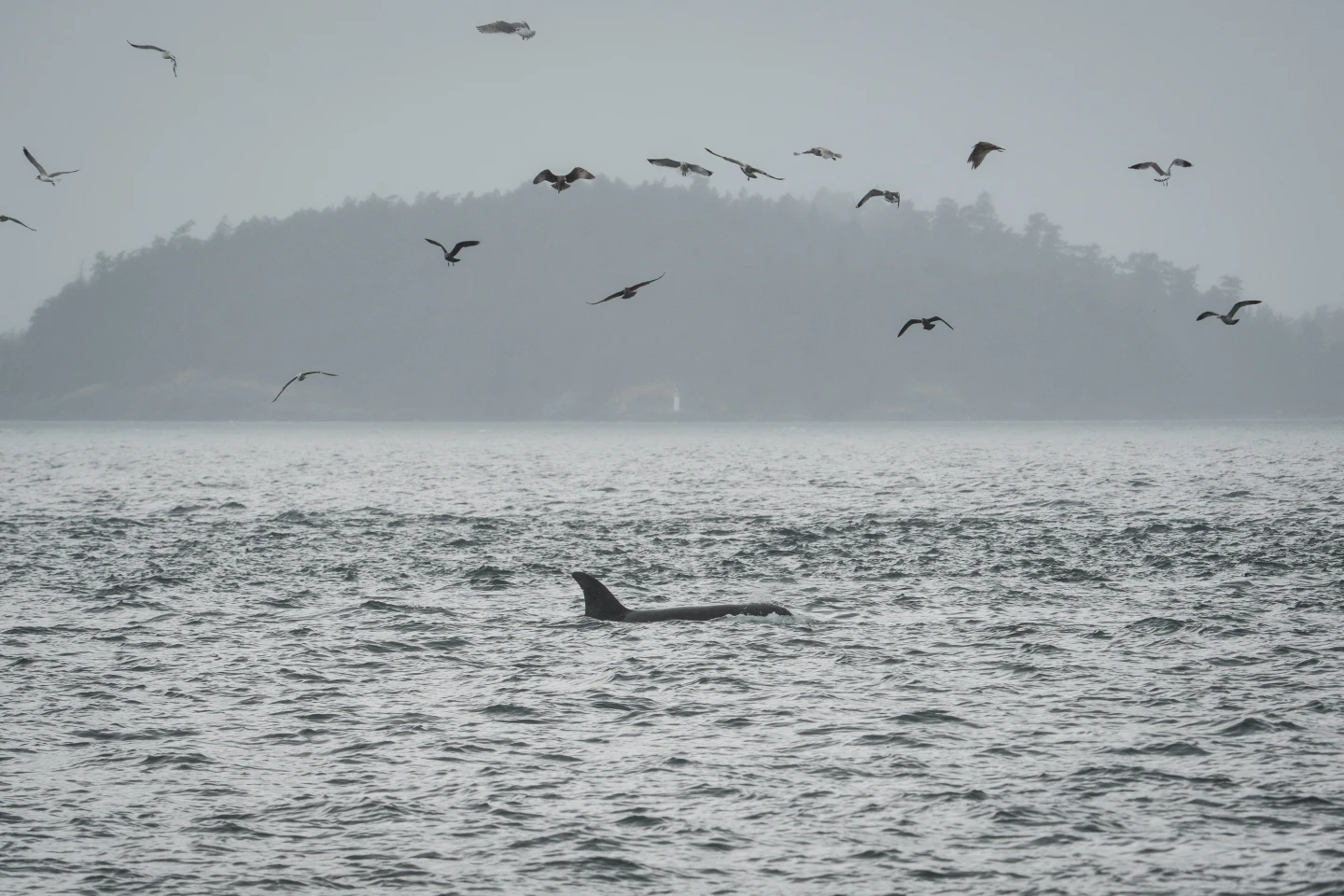 Transforming Fiber-Optic Cables into Ocean Soundscapes