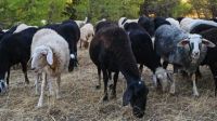 Greece faces a potential shortage of feta cheese as hundreds of thousands of sheep and goats are culled due to an outbreak of sheep and goat pox. Farmers express their distress over losing both their livestock and the emotional toll it takes on them.