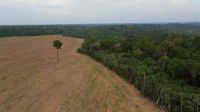 A long-standing ban on the sale of soya from recently cleared land is under scrutiny as agricultural interests push for its repeal amid rising deforestation concerns in the Amazon rainforest.