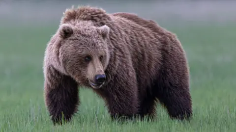 Grizzly Bear Causes Chaos in British Columbia, Injuring School Group