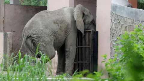 Tragic End of Shankar: Delhi's Lonely African Elephant Dies from Rodent-Borne Virus