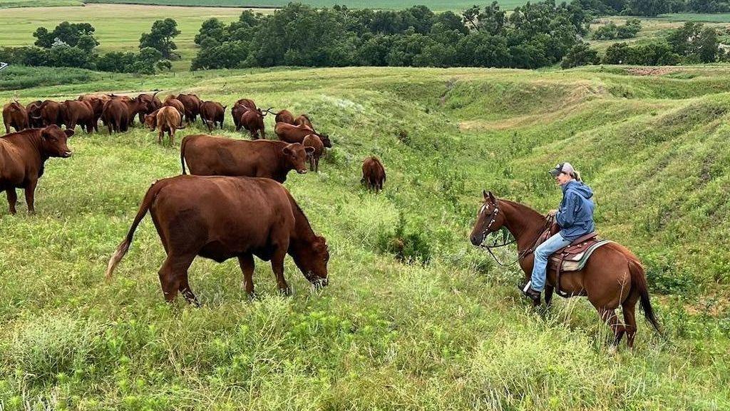 Ranchers’ Rising Costs Undermine Loyalty to Trump in Nebraska