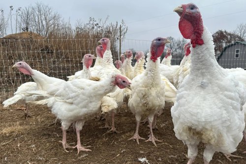 Local Farmers Navigate Turbulent Thanksgiving Turkey Market