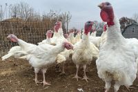 Local Farmers Navigate Turbulent Thanksgiving Turkey Market