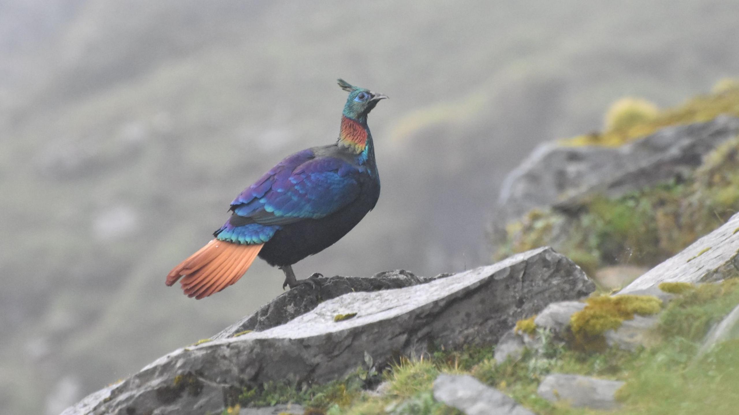 Himalayan Monal’s Vibrant Plumage and Voice Adapt Beyond the Quiet Peaks