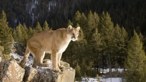 Tragic Fatality: Woman Dies in Suspected Mountain Lion Attack in Colorado