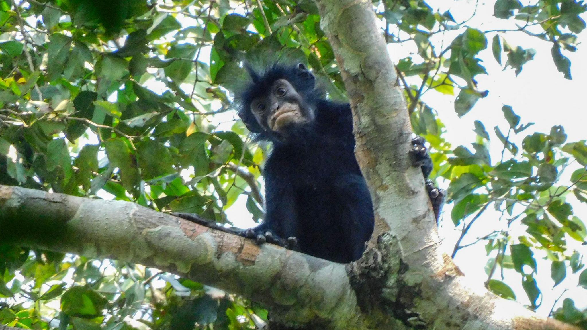 New Monkey Species with Orange Lips Discovered in Democratic Republic of Congo