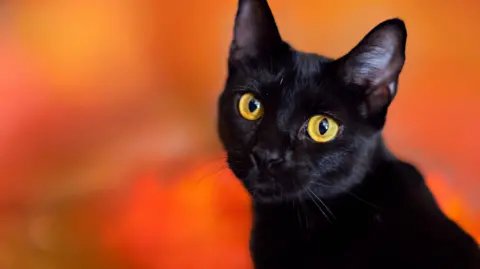 Terrassa Town Implements Temporary Ban on Black Cat Adoptions for Halloween