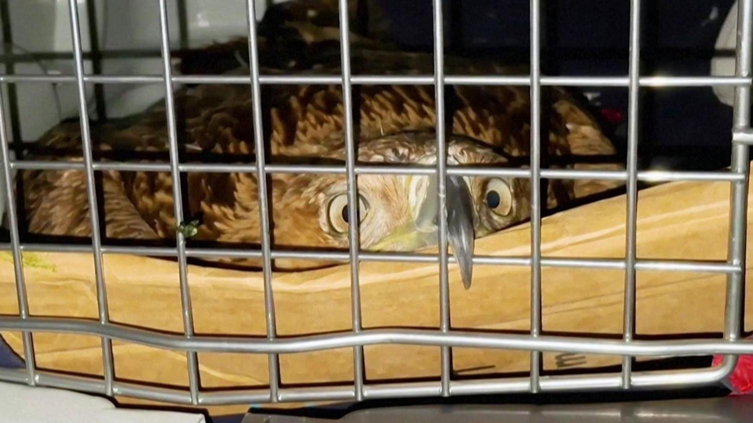 Rare Eastern Imperial Eagle Feliks Returned to Wild After Months of Rescue