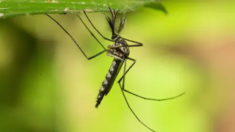 First Mosquitoes Discovered in Iceland Amid Record Heat