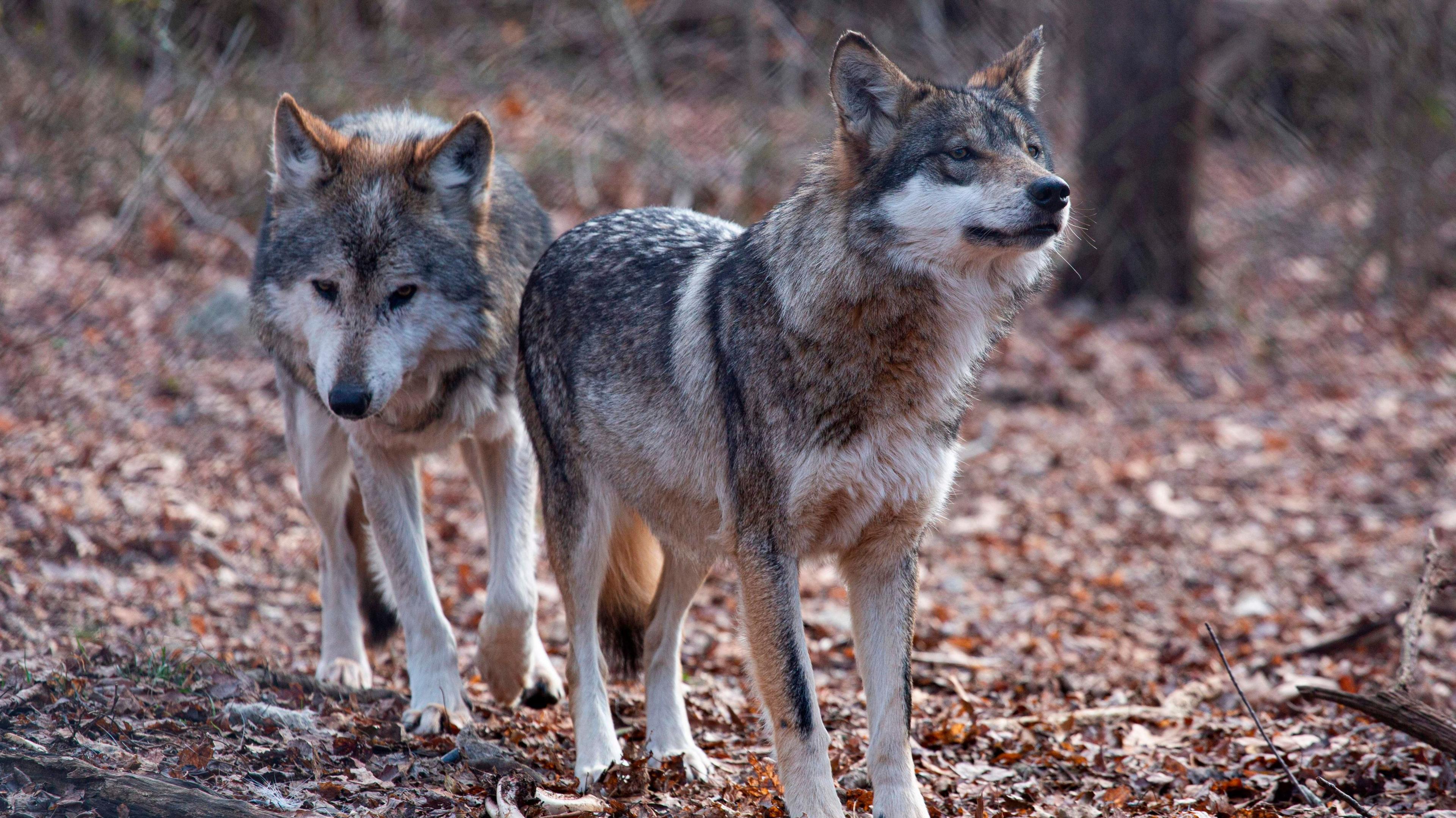 Executive Order Repeals Endangered Status for Gray and Mexican Wolves, Raising Conflict Between Farmers and Conservationists