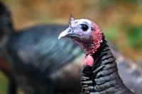 Once a common practice, trading wild turkeys led to a remarkable revival of the species in North America, illustrating the importance of unconventional conservation efforts.