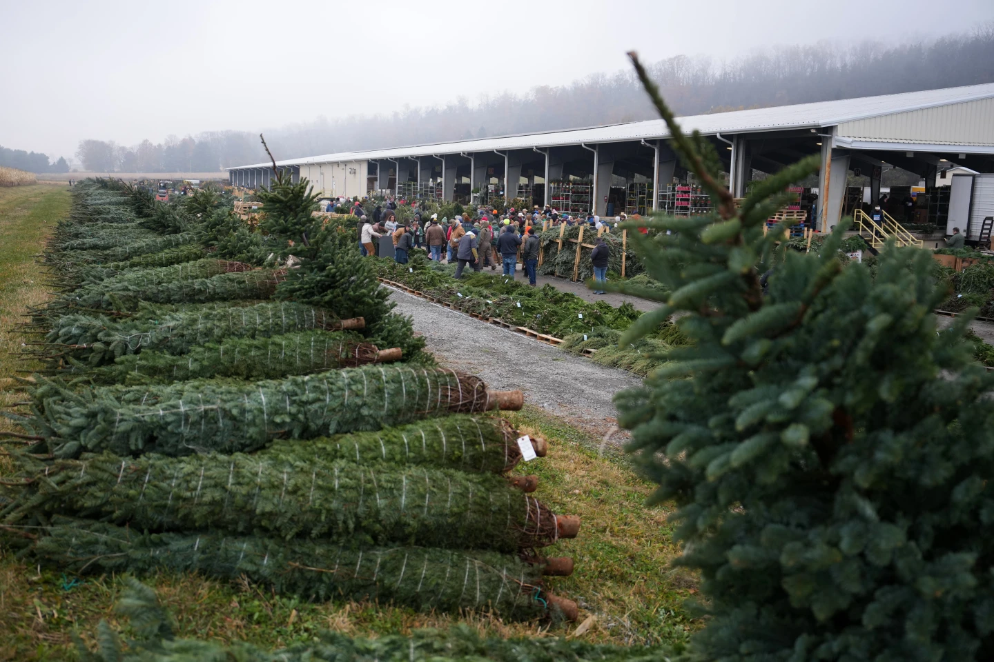 Christmas Traditions Revived at Pennsylvania Tree Auction