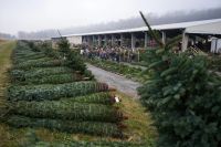 Christmas Traditions Revived at Pennsylvania Tree Auction