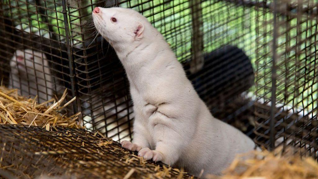 White mink in a cage at a Danish farm