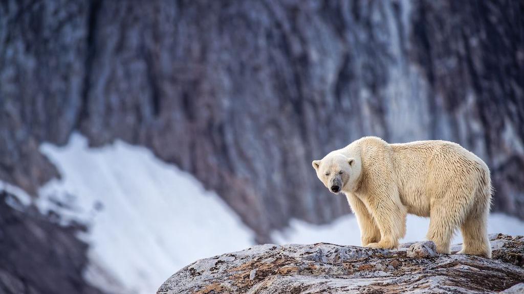 Norway Fines Vessel Operator for Waking Polar Bear with Foghorn