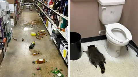 Intoxicated Raccoon Arrested After Liquor Store Break-In